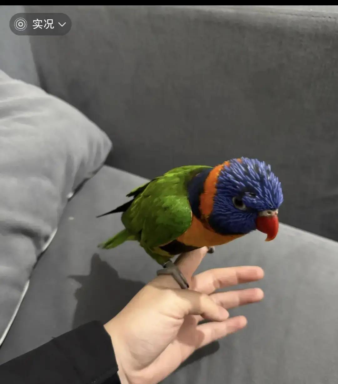 解释不清了！四川，一男子养了一只鹦鹉，突然有一天起床发现鹦鹉不见了，男子喊了几声