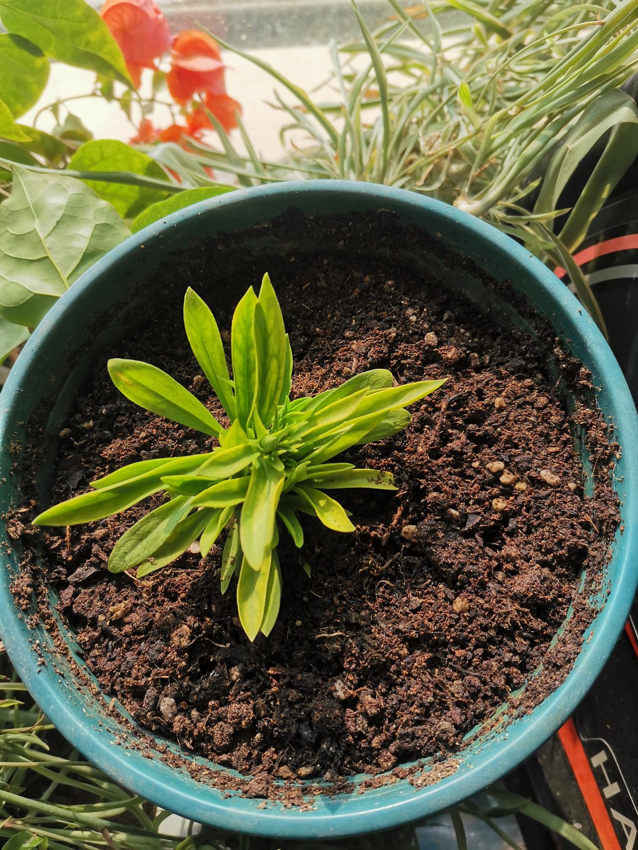 被遗弃的小花苗和对教育的一些反思我昨天路过花圃时，看到苗圃工人坐卡车离去，地