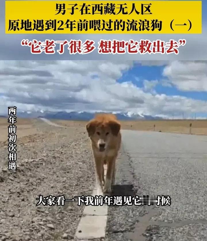 近日，一男子驾车重游西藏无人区，遇见了两年前曾经喂养过的流浪狗，既高兴又感慨，因
