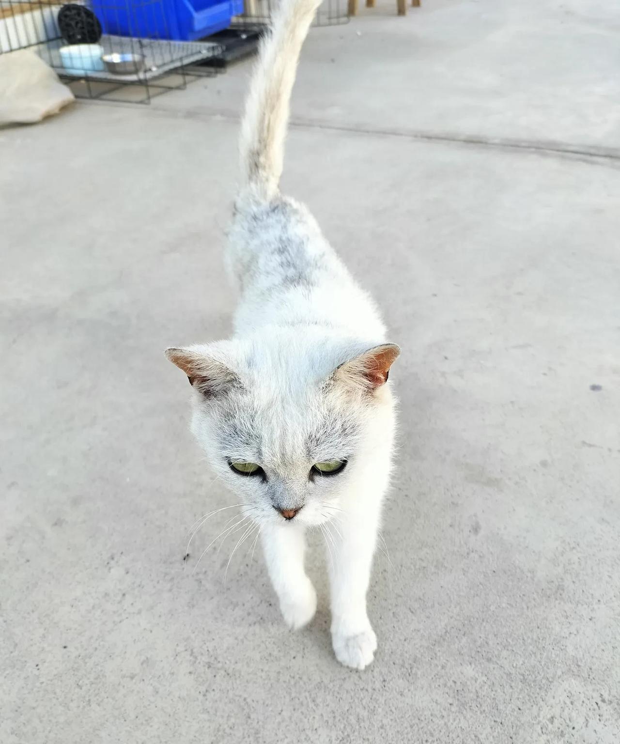 捡来的流浪猫，养了一个月过点了，刚捡来时不到4斤，现在5斤半了，捡来时脖子的伤早