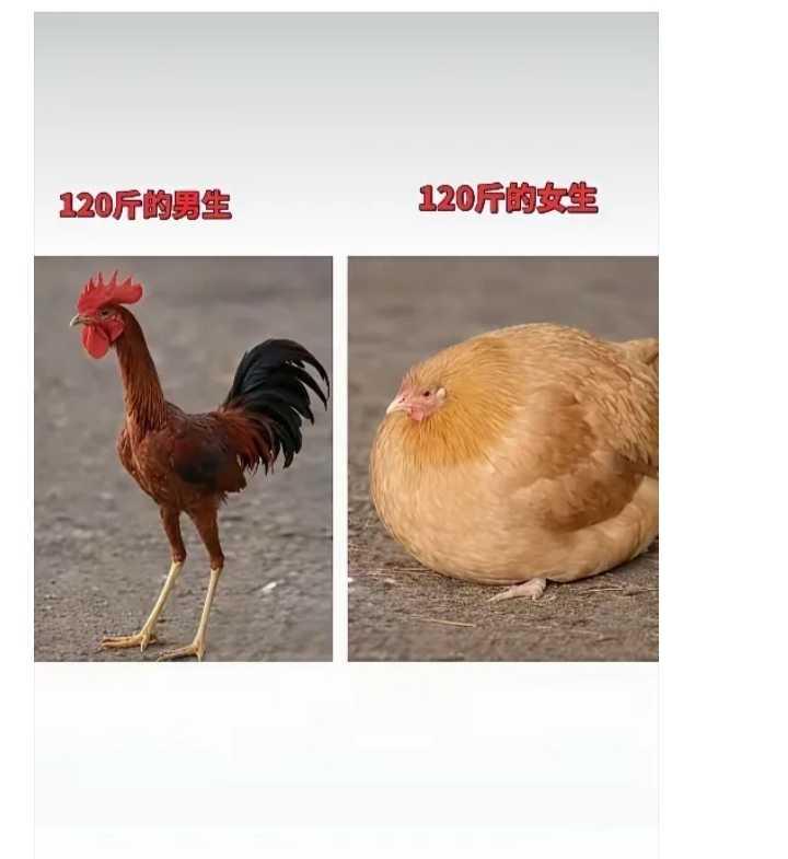这比喻的也真够形象的