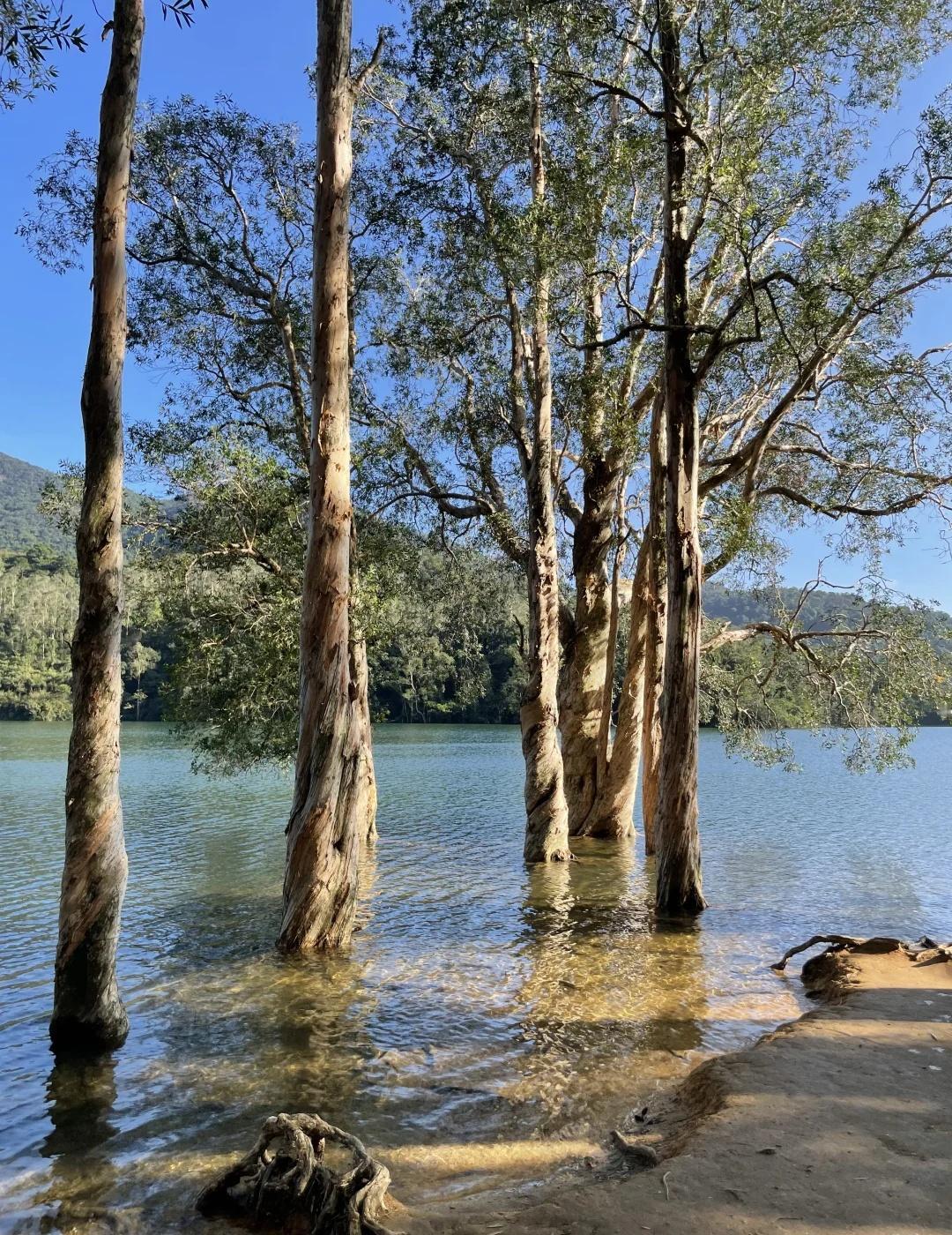 🇭🇰香港徒步|城门水塘|超治愈轻徒步照进现实版的绿野仙踪名不虚传
