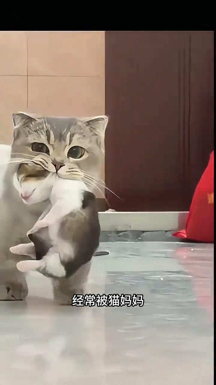 猫咪身上隐藏了哪些bug？猫咪可以说是世界上最尊重底层代码的生物，它们的身上隐