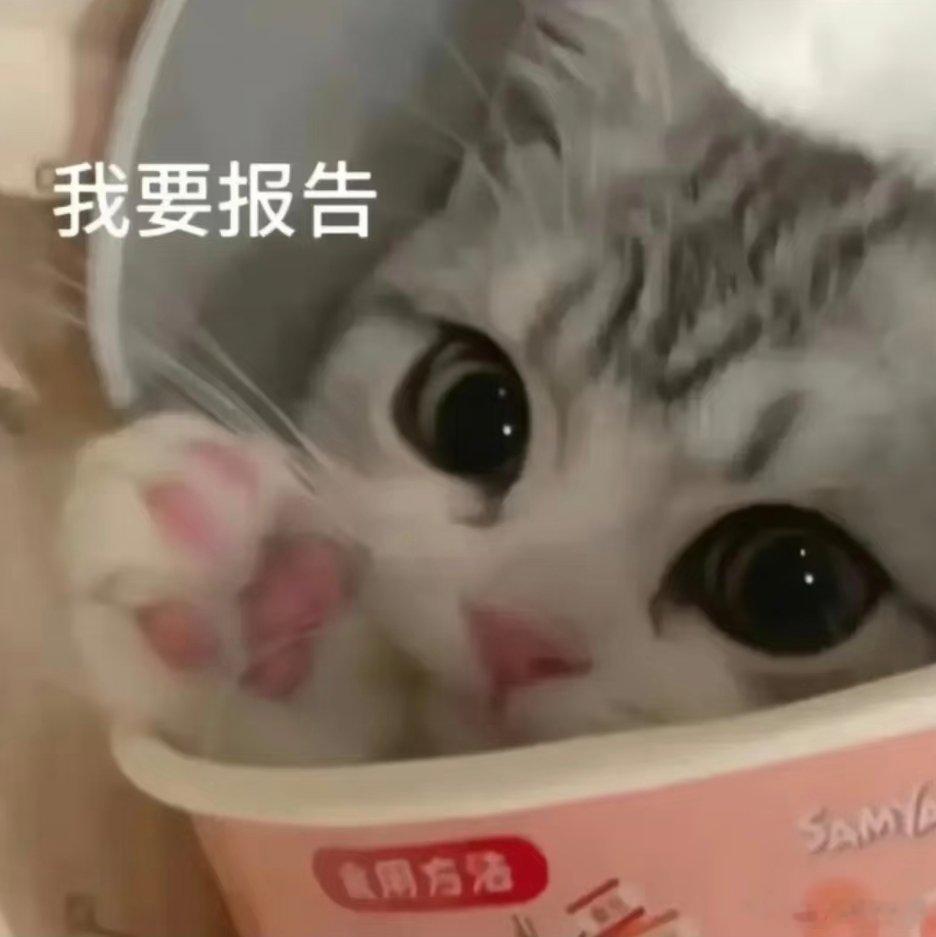 小猫表情包。