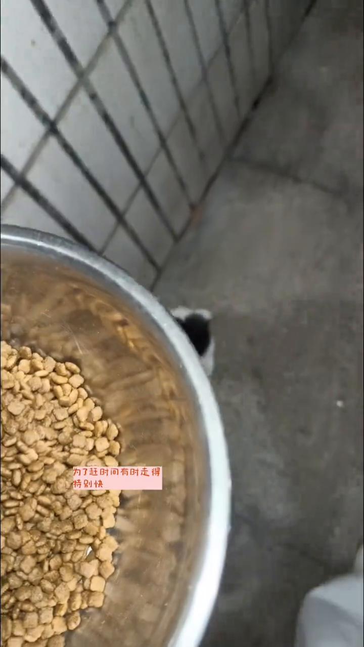 喂流浪猫的巨大功效。喂流浪猫有个巨大的功效，致喂流浪猫全程走着去，为了赶时间有