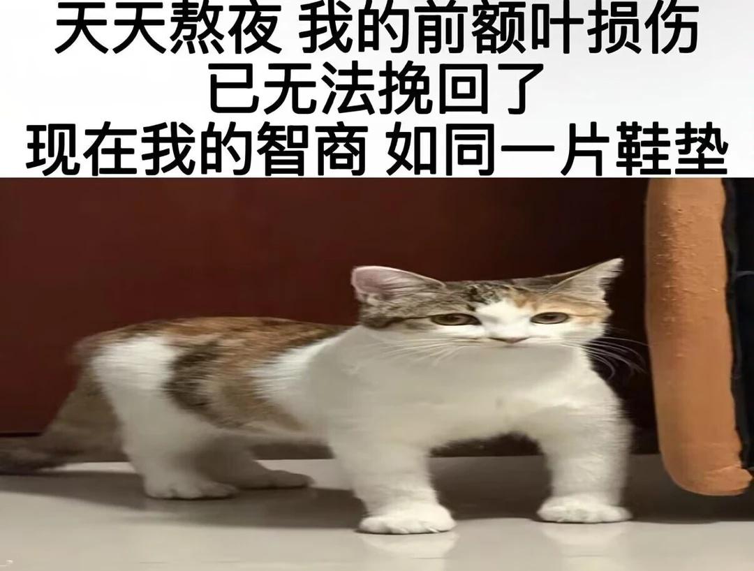 熬如夜梗图猫咪搞笑