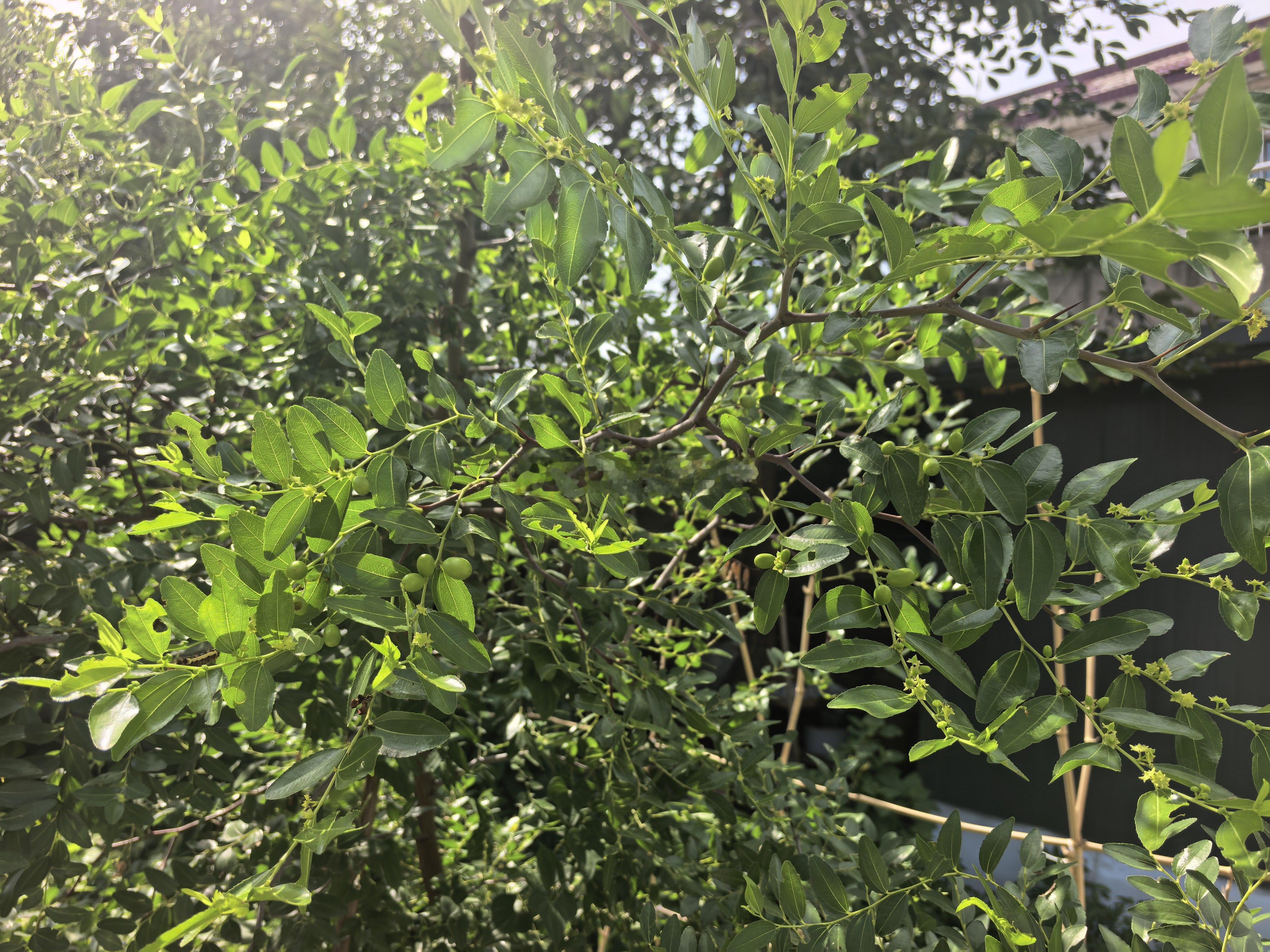 最近这几天发现，小院这棵酸枣树，挂的酸枣果子，越来越多，可谓是次第挂果。很长时间