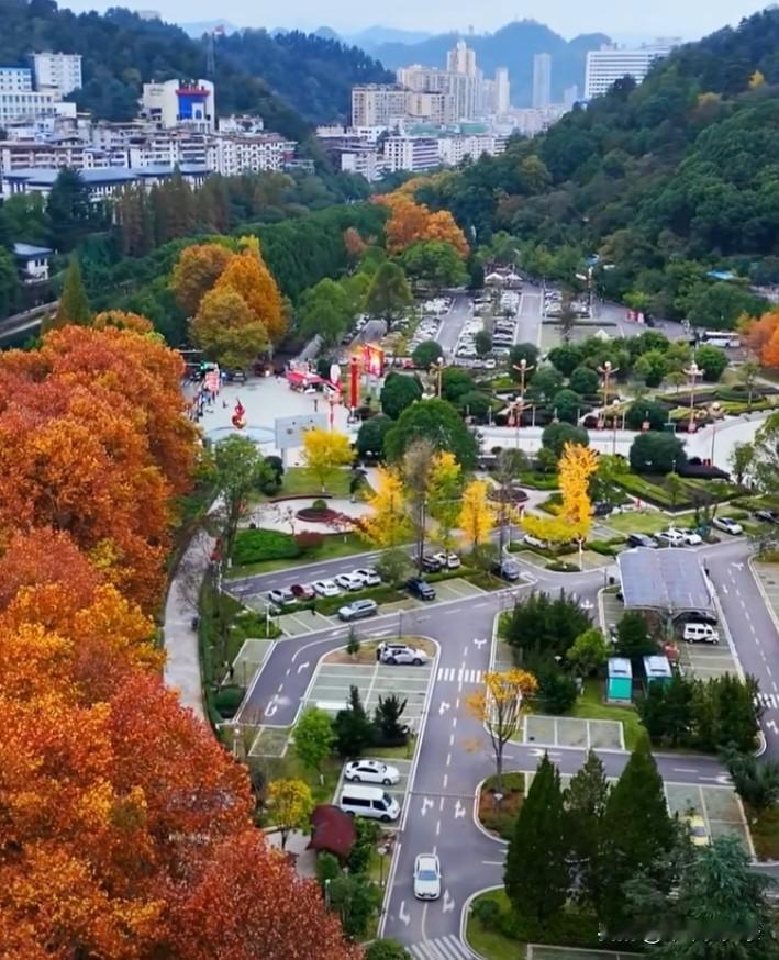 这风景是我们遵义的凤凰山广场，湘江河的两旁。两旁的梧桐叶黄了，是一道靓丽的风景线