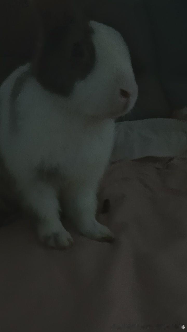 14040🐇【蓉蓉逃跑】已经升级到2.0版本了，他这次不光自己逃，他还偷偷帮忙