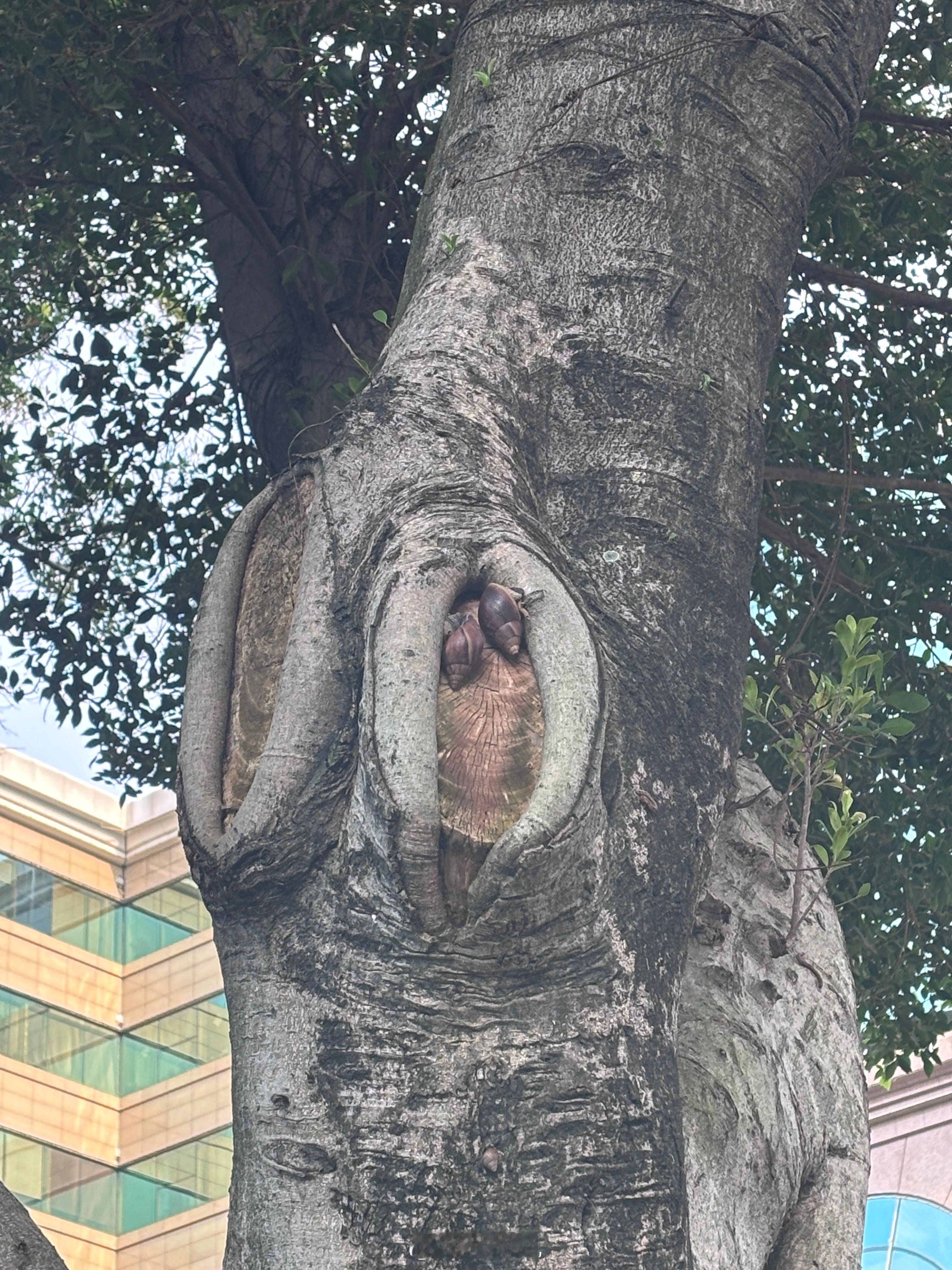 入侵物种