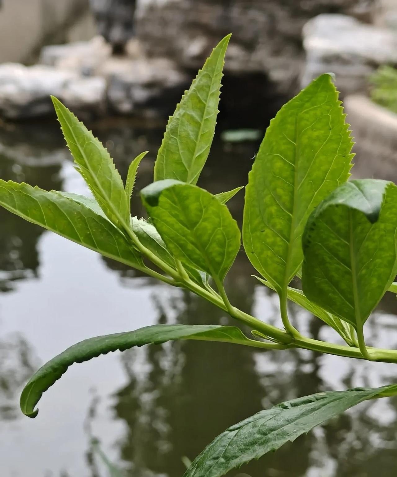中年有爱一定放在心里别宣扬别表白那是对别人的一种负累爱可以悄悄的不露声