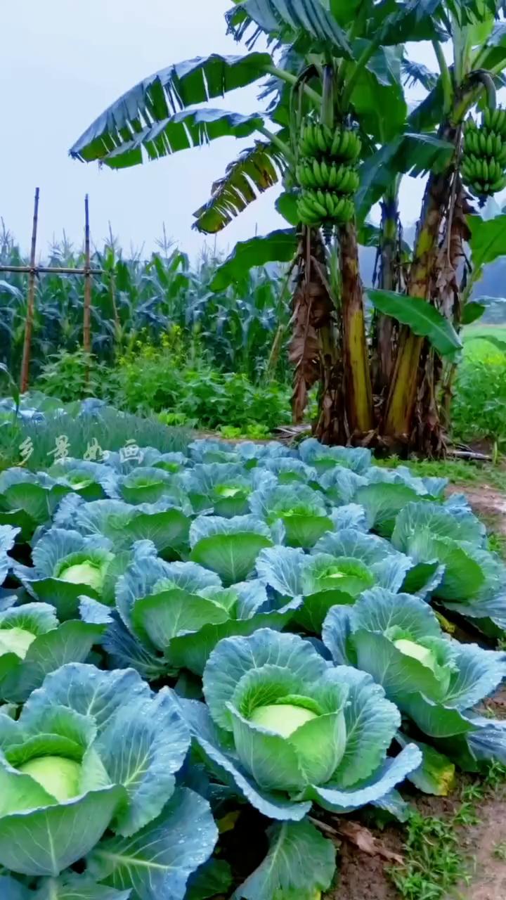 乡景如画。