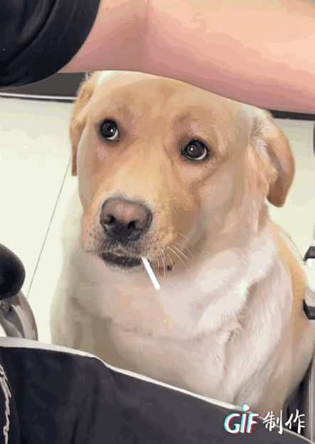 这个该怎么说呢？跟狗抢东西吃，还是闻所未闻。