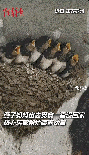 看的眼泪都下来了。近日，江苏太仓一只母燕子，连续几天都没有回家，6只小燕子饿得