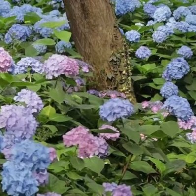 绣球花1.栽培方式：腐叶土+泥炭土+松树皮+珍珠岩，疏松肥沃微酸性土；根系细密