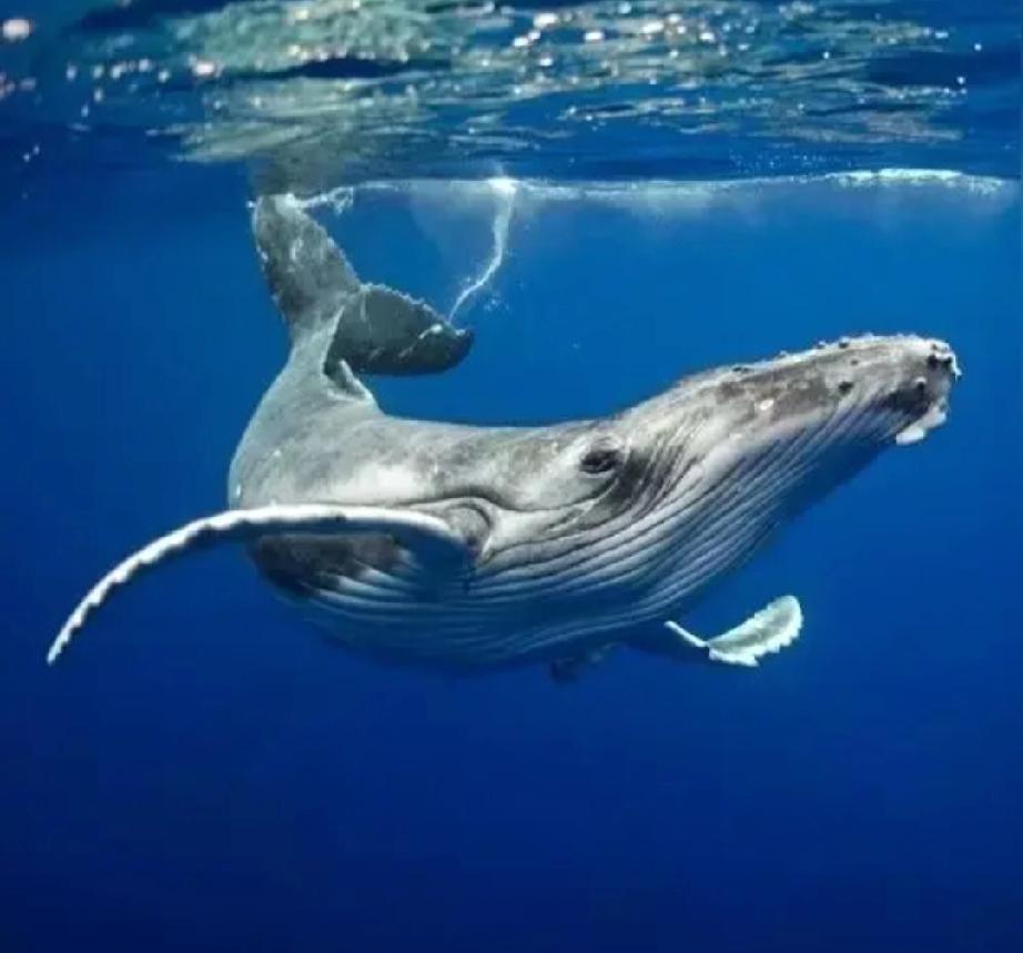 我问deepseek:这世界谁最强大。DeepSeek说:马斯克。我问:为什