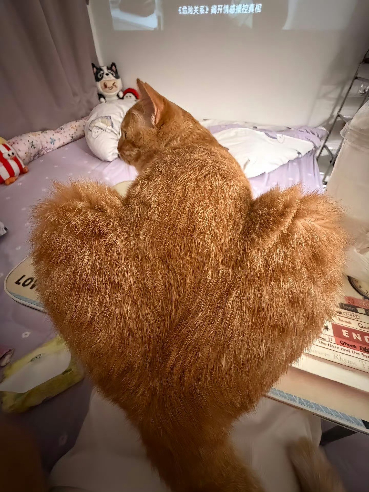 猫咪送你一个大大的爱心🧡