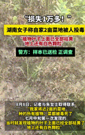 必须严查到底！”湖南衡阳，一女子到菜地摘菜时，竟发现一大片作物的叶子全部枯黄，而