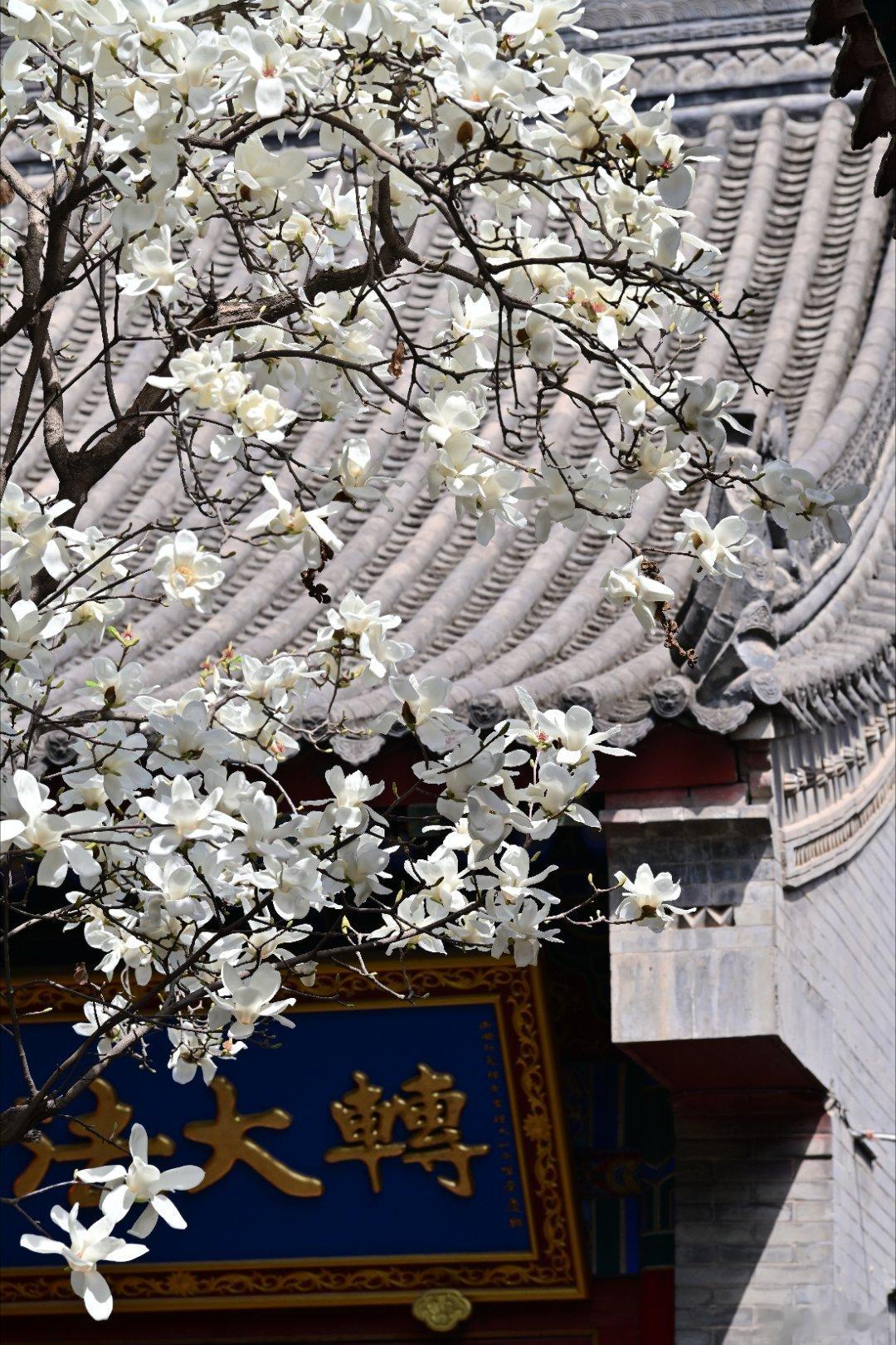 西安卧龙禅寺的玉兰花，西安的春天阳光灿烂、花香迷人​​​