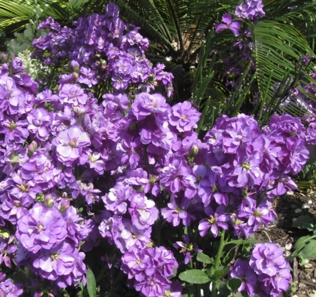 紫罗兰的种植方法1.光温适宜，忌暴晒与低温放置于明亮散射光处（如东、北窗台），