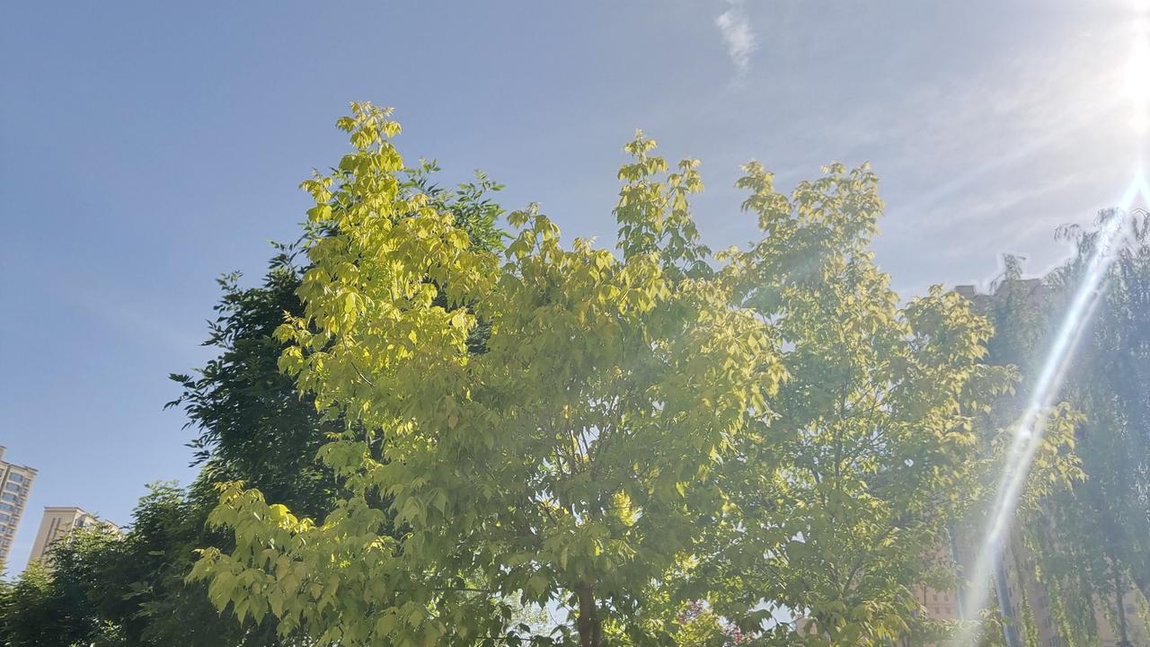 阳光洒满的公园，绿意盎然，静享美好时光。沿着公园蜿蜒的小径前行，脚下的石板路在阳