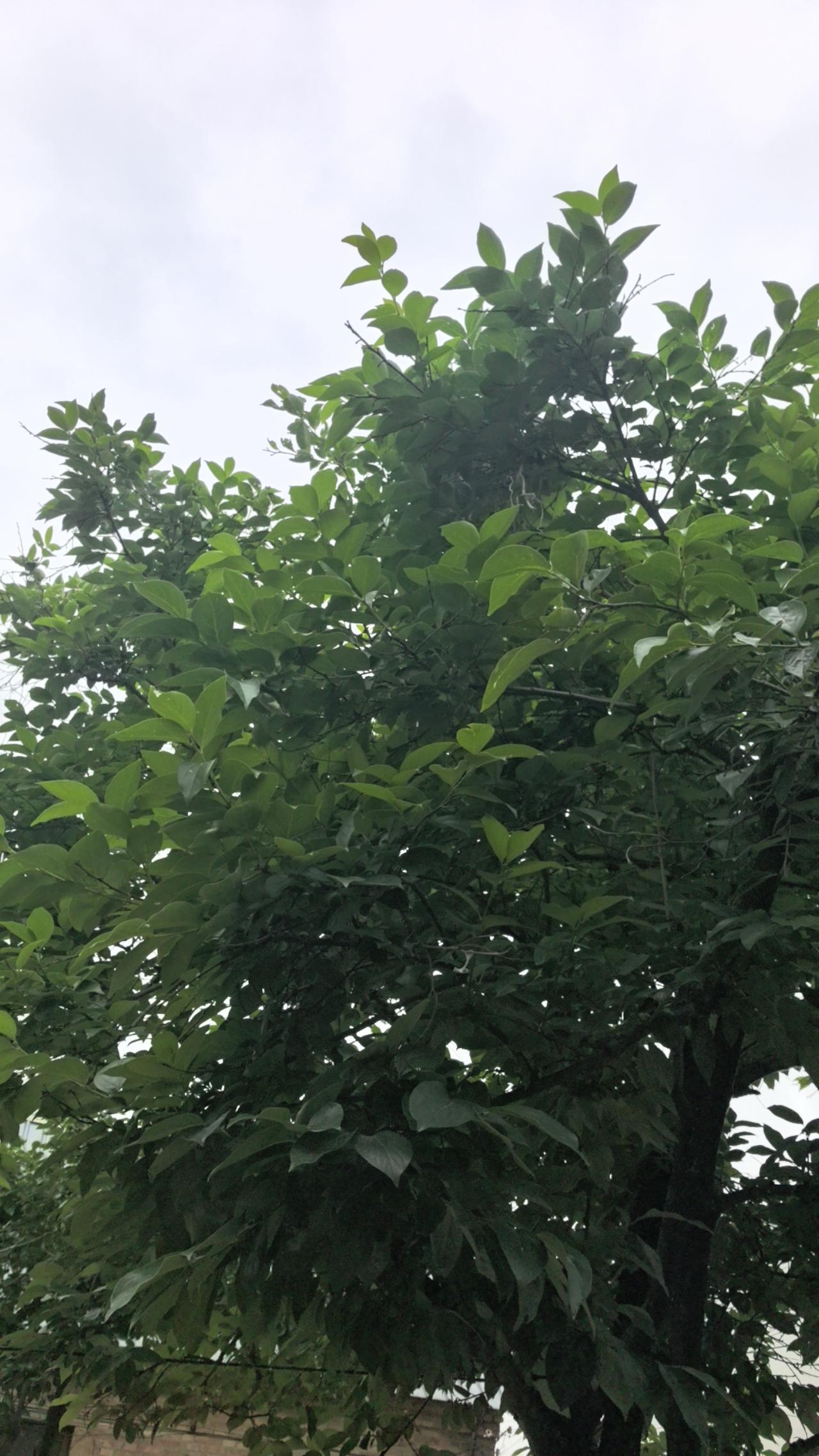 闺女怀孕三个月，再有4周，就可以做唐筛检查了。她说你看，你还怕我生二胎，一说生