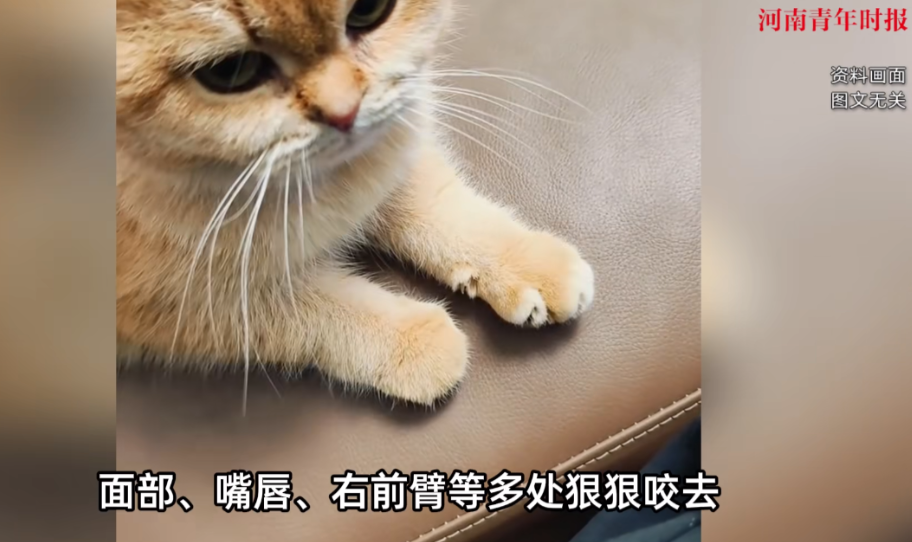 悲剧还是发生了！5月江苏涟水，一位60岁的阿姨养了一只宠物猫，几年来一直朝夕相处
