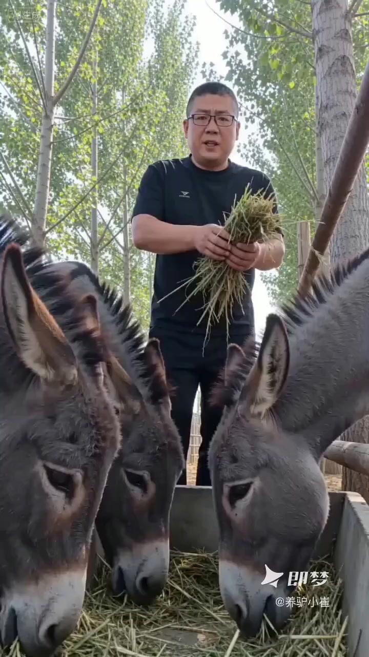 🐄养驴总失败？掌握这三句话，新手也能少走弯路！少喂勤喂不喂煤：喂食要规律，少