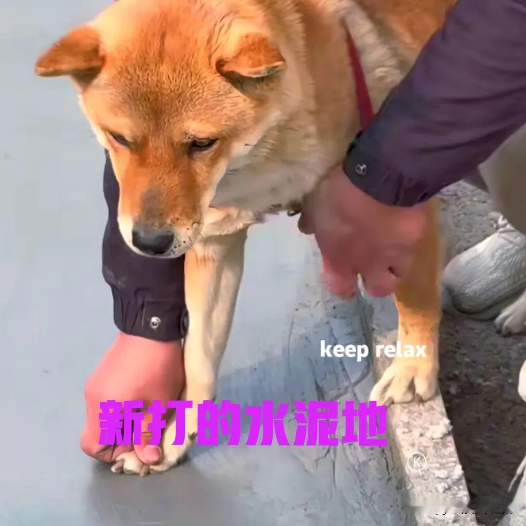 男子家新打了水泥地面，趁着水泥还未干透，男子突发奇想，把自家的大黄抱了过来。男子