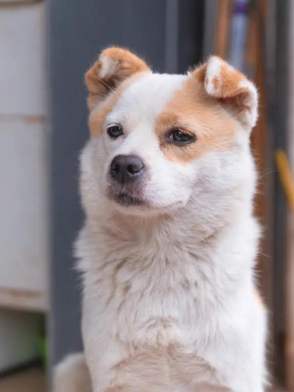 我家有一条中华田园犬，看看忠实看门护院，每餐准点来前要吃。如何禁止？完全不可行