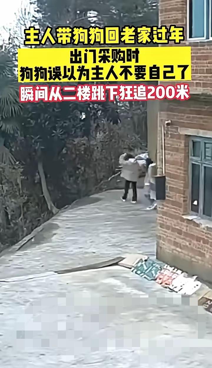 谁能想到，一只狗狗的爱，居然能勇敢到不要命。主人带狗狗回