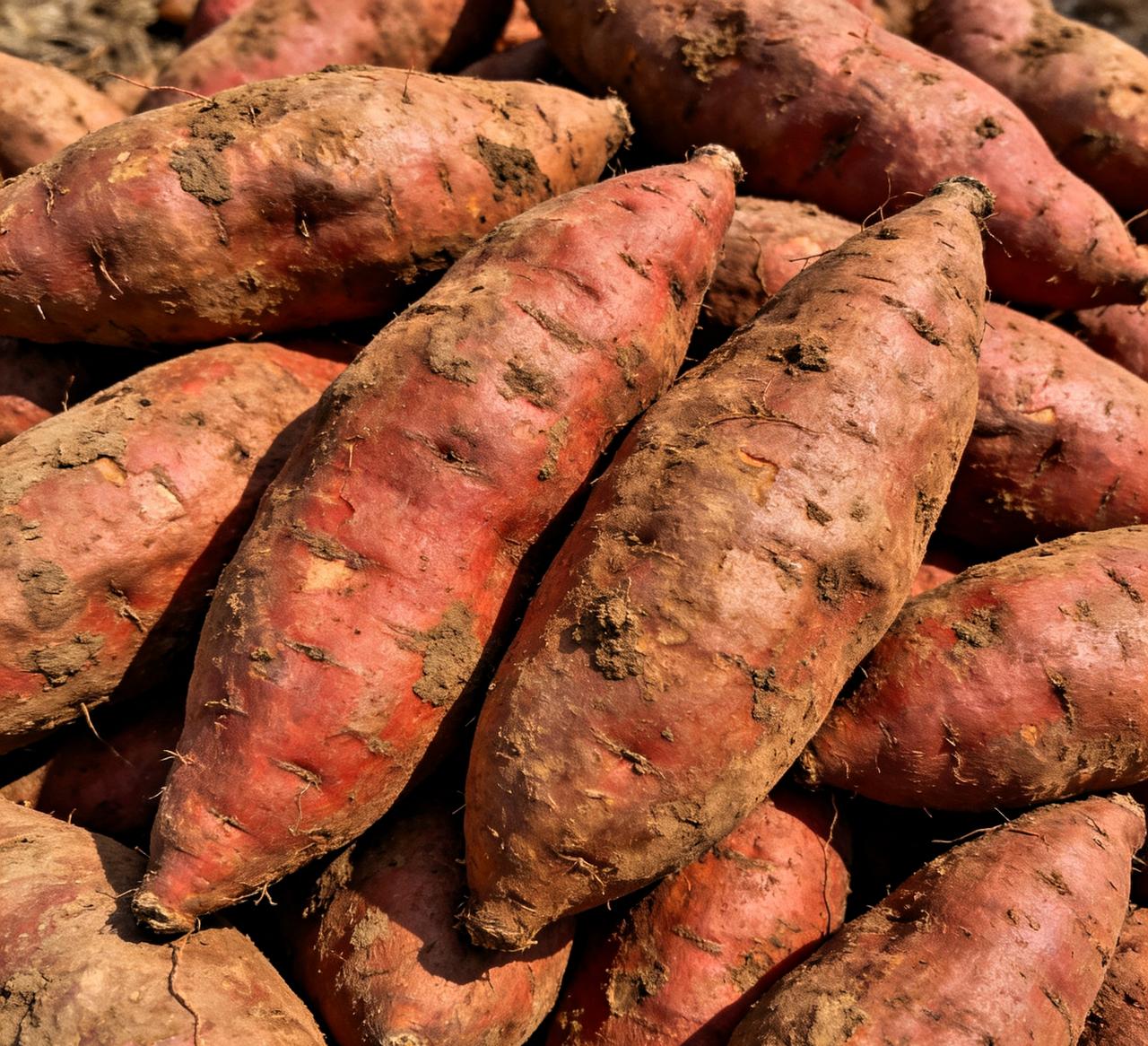 看到这新闻，真是让人无奈。1月18号，央视曝光云南建水，满地的红薯没人收，全烂