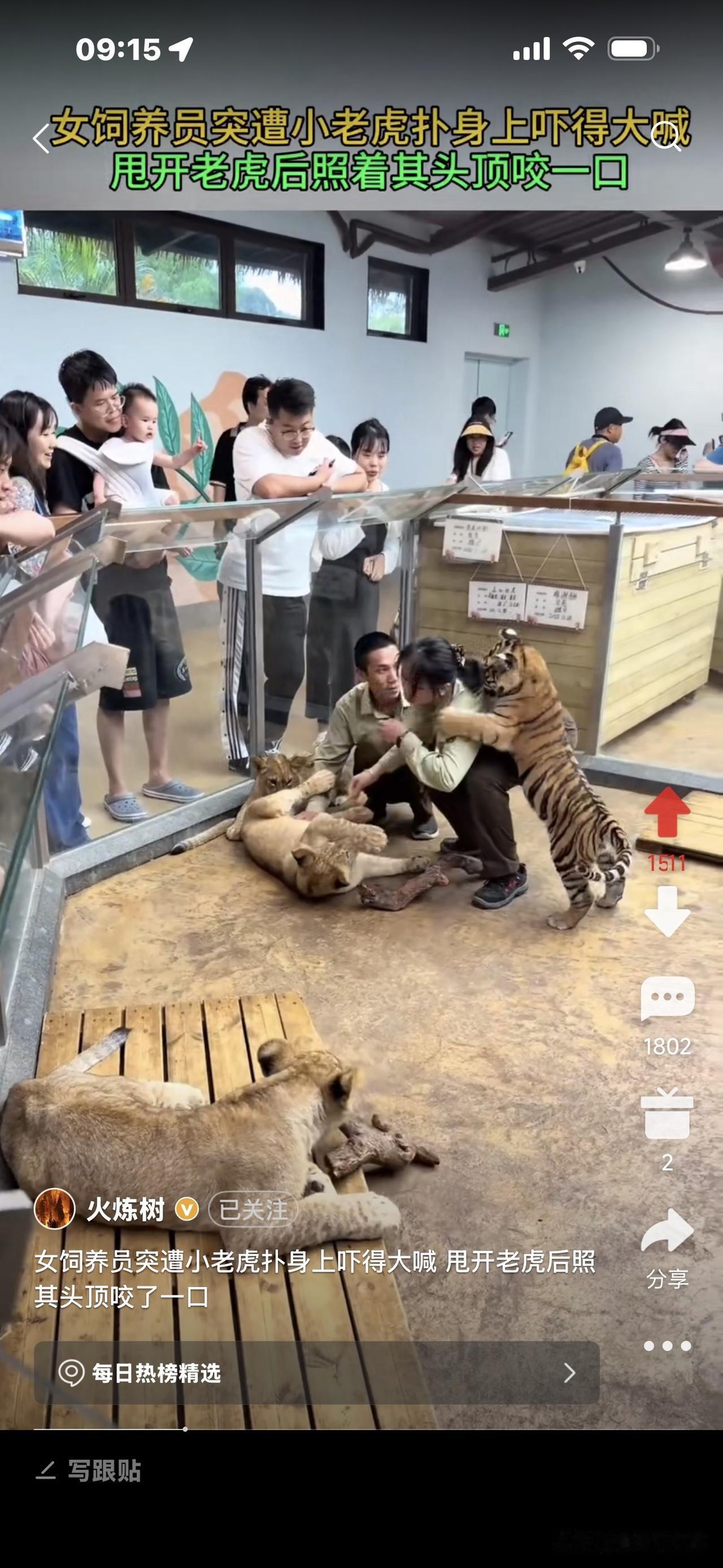 吓人，老虎从后面扑到女饲员身上，吓得她惊叫一声“啊”，随后反咬老虎一口！