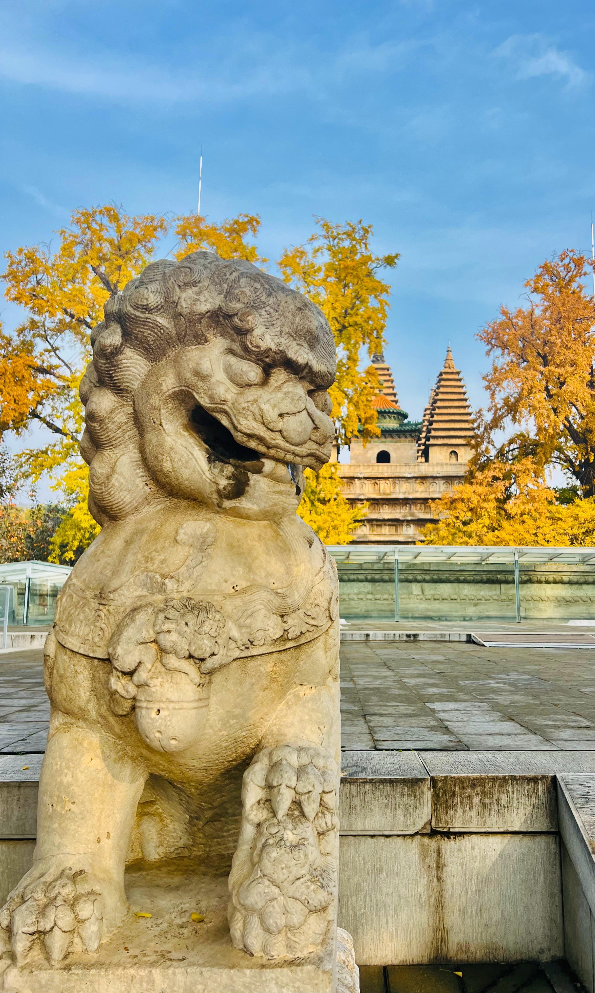 北京五塔寺银杏黄摄影​​​