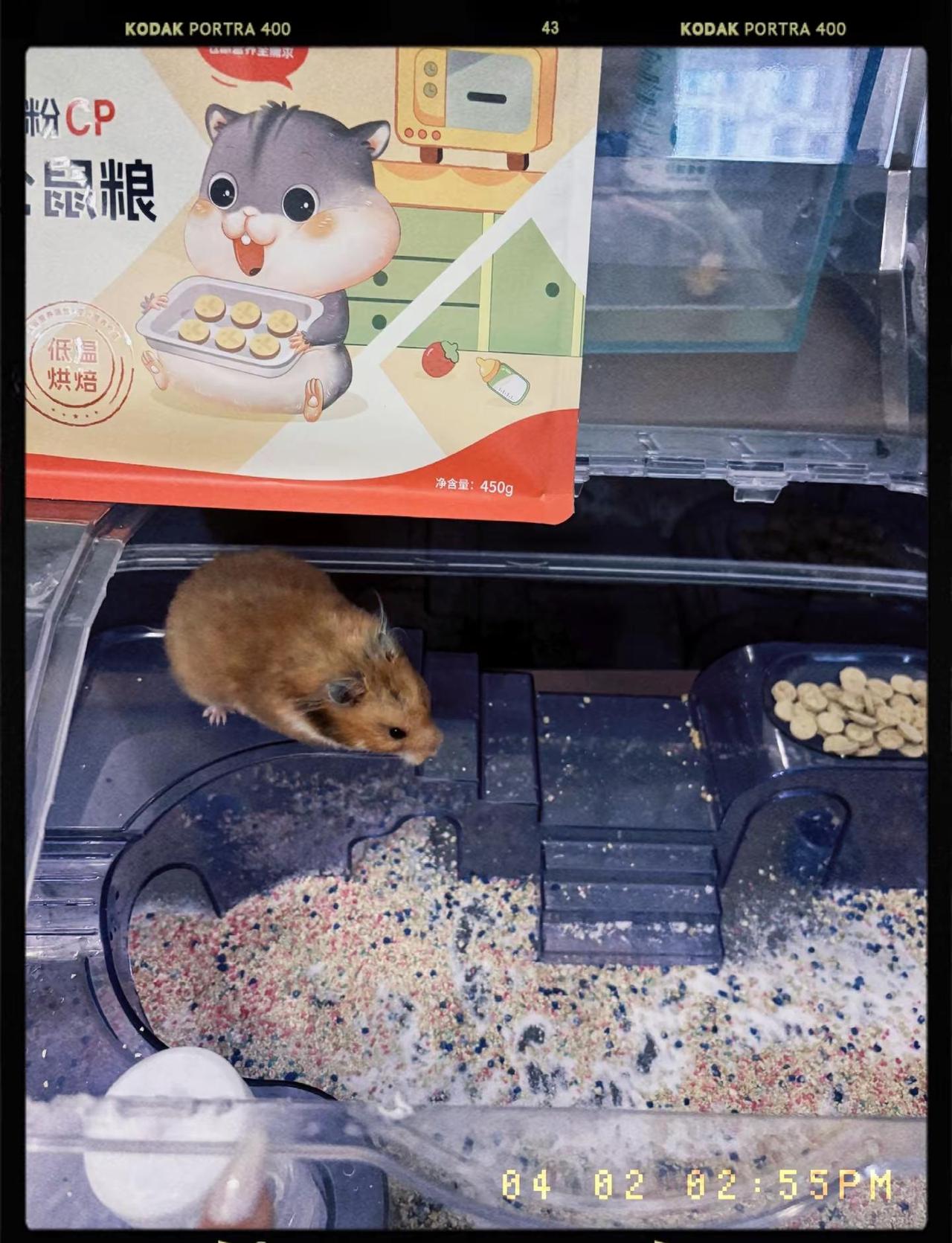 我儿子交待我：务必照顾好他的鼠老弟、鱼老弟儿、蜥蜴老弟儿，还有他的蛋，都得给照顾