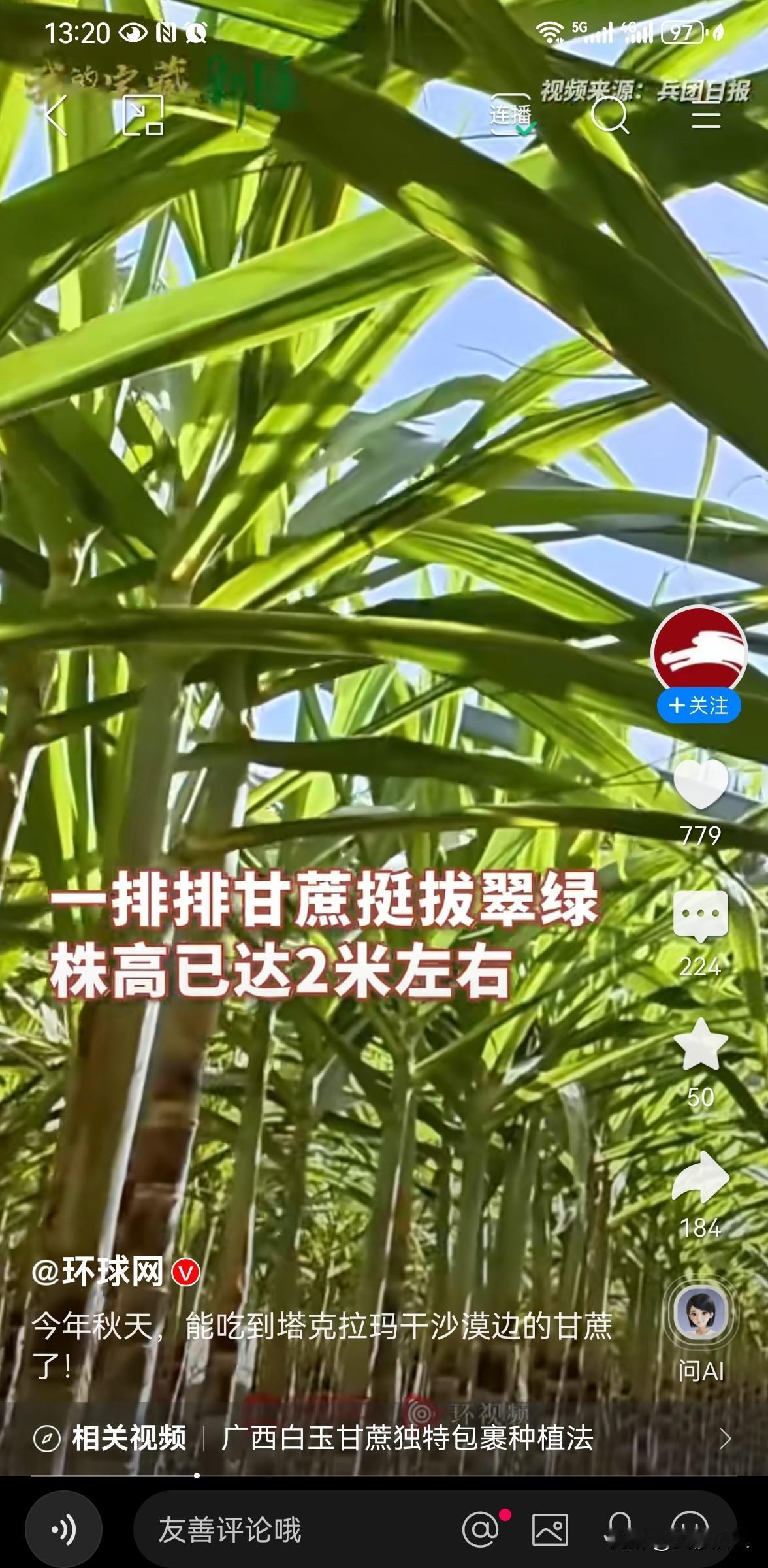 沙漠边也能种甘蔗？2.4万余株挺拔翠绿长势喜人，画面太治愈提起甘蔗，很多人