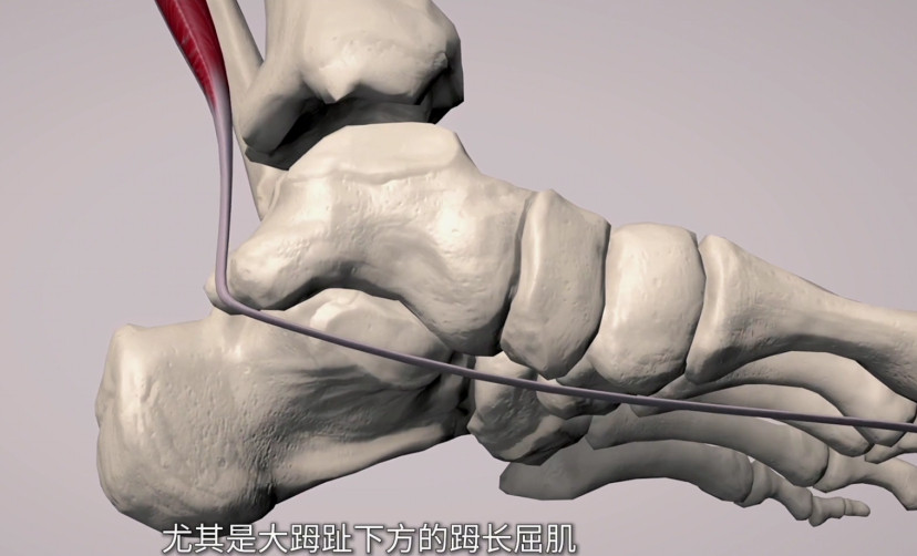 足底疼痛很多人走路走多了后，足底就会出现疼痛，误以为自己是足底筋膜炎，但其实会