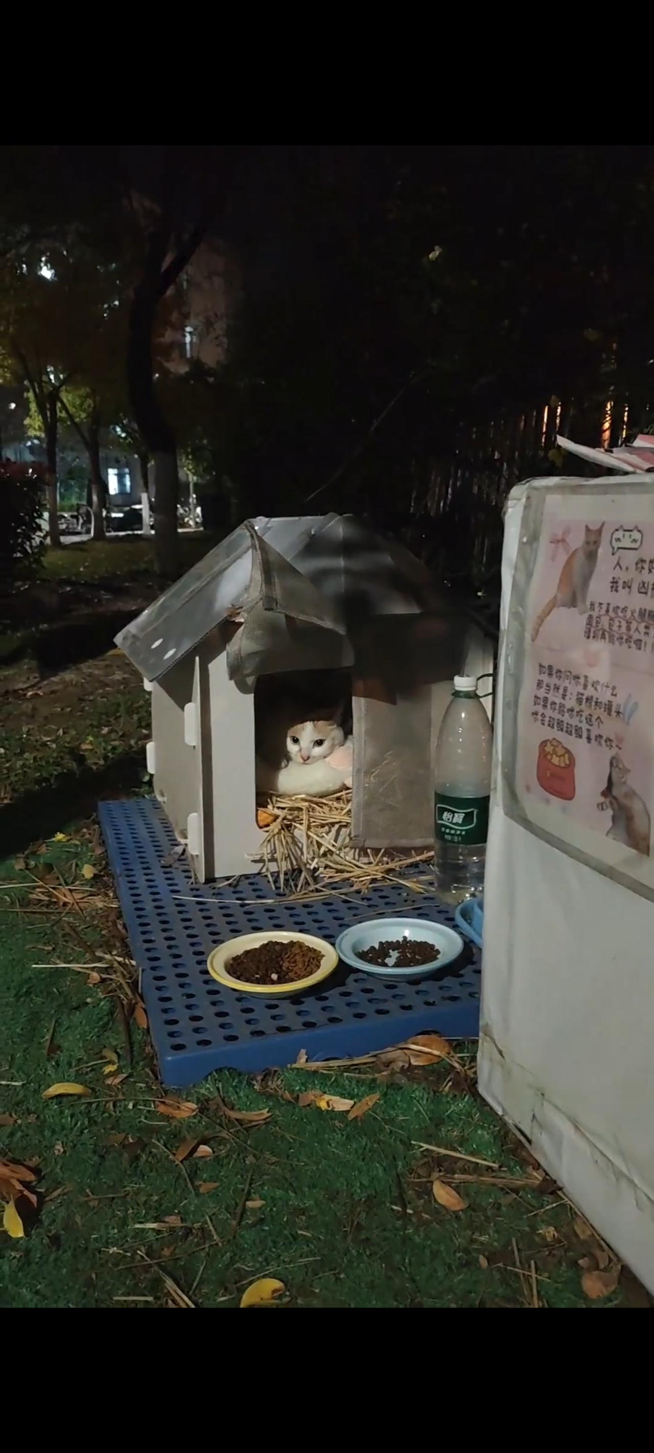 无家可归的猫咪实在太可怜了，不仅没吃没喝，有时候甚至连一个落脚的地方都没有，依靠
