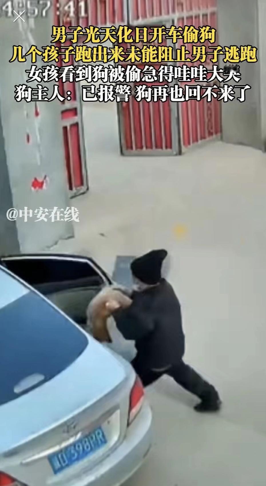 抓到了必须严惩！河北男子开车抢狗，监控拍下全过程。孩子哭着想去追。近日，河