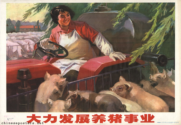 老版宣传画：大力发展养猪事业