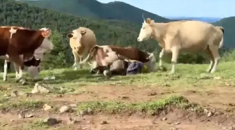 这个比较搞笑，游客在五台山旅游，被群牛围殴。听了事发的经过，感到更搞笑：几名游
