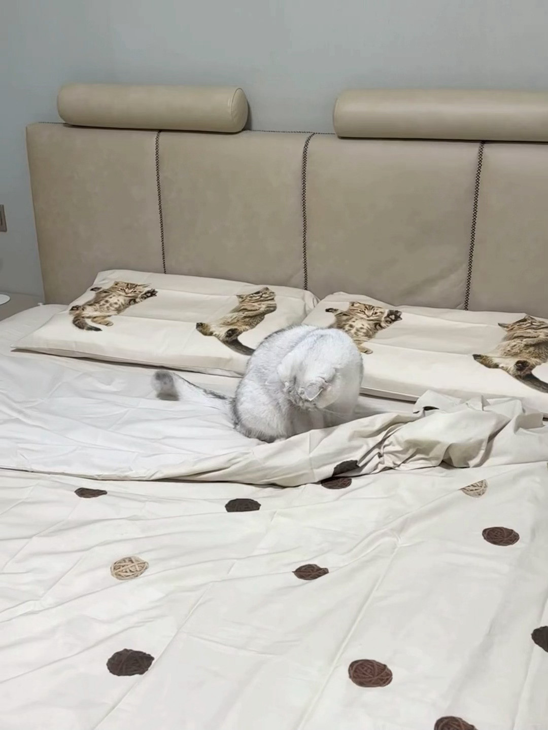 以防你们没见过小猫铺床​​​