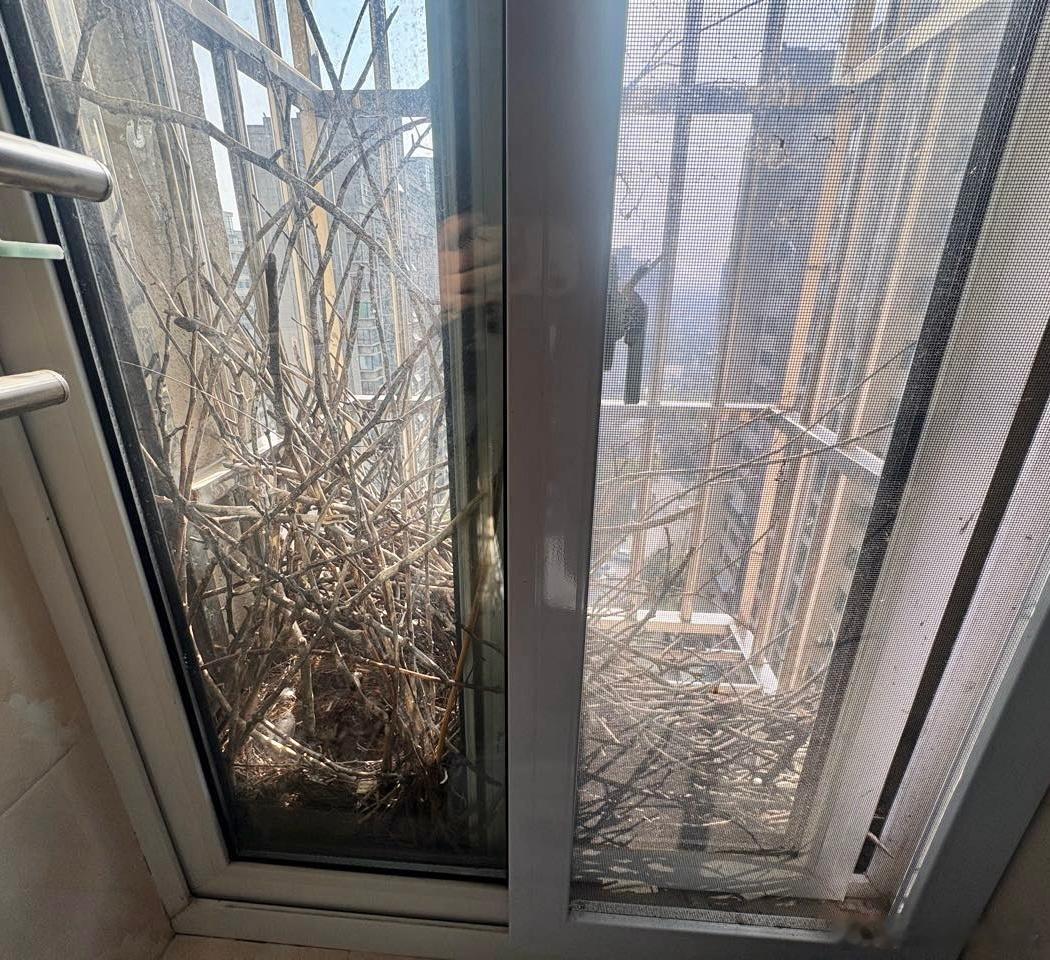 鸟粉投稿是喜鹊的巢！周围一圈都是树枝中间有个柔软的“育婴室”看着还没完全建好