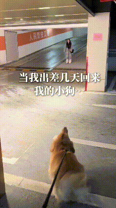 养过狗的人看这个视频肯定特别有感触。就像我家也养狗，哪怕只是出门几个小时回来，它