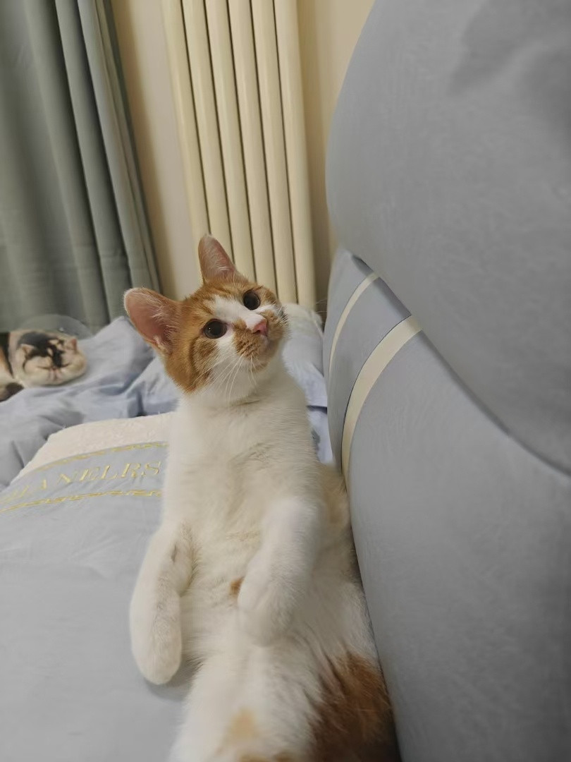 感觉是若智小猫🐱​​​