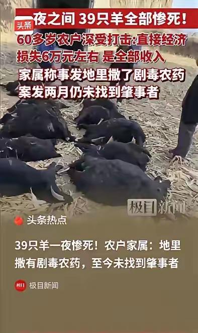 山西霍州这事太离谱！5月1日报道，一对老夫妻私自把39只羊赶到别人承包的玉米地里