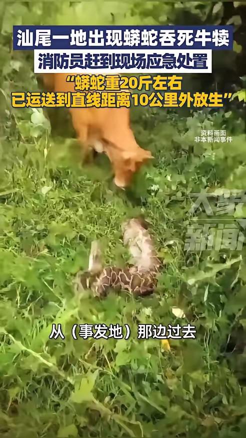 近日，广东汕尾，一村民见小牛犊迟迟没回家，就到山上找牛，意外在草丛中听到“窸窸窣