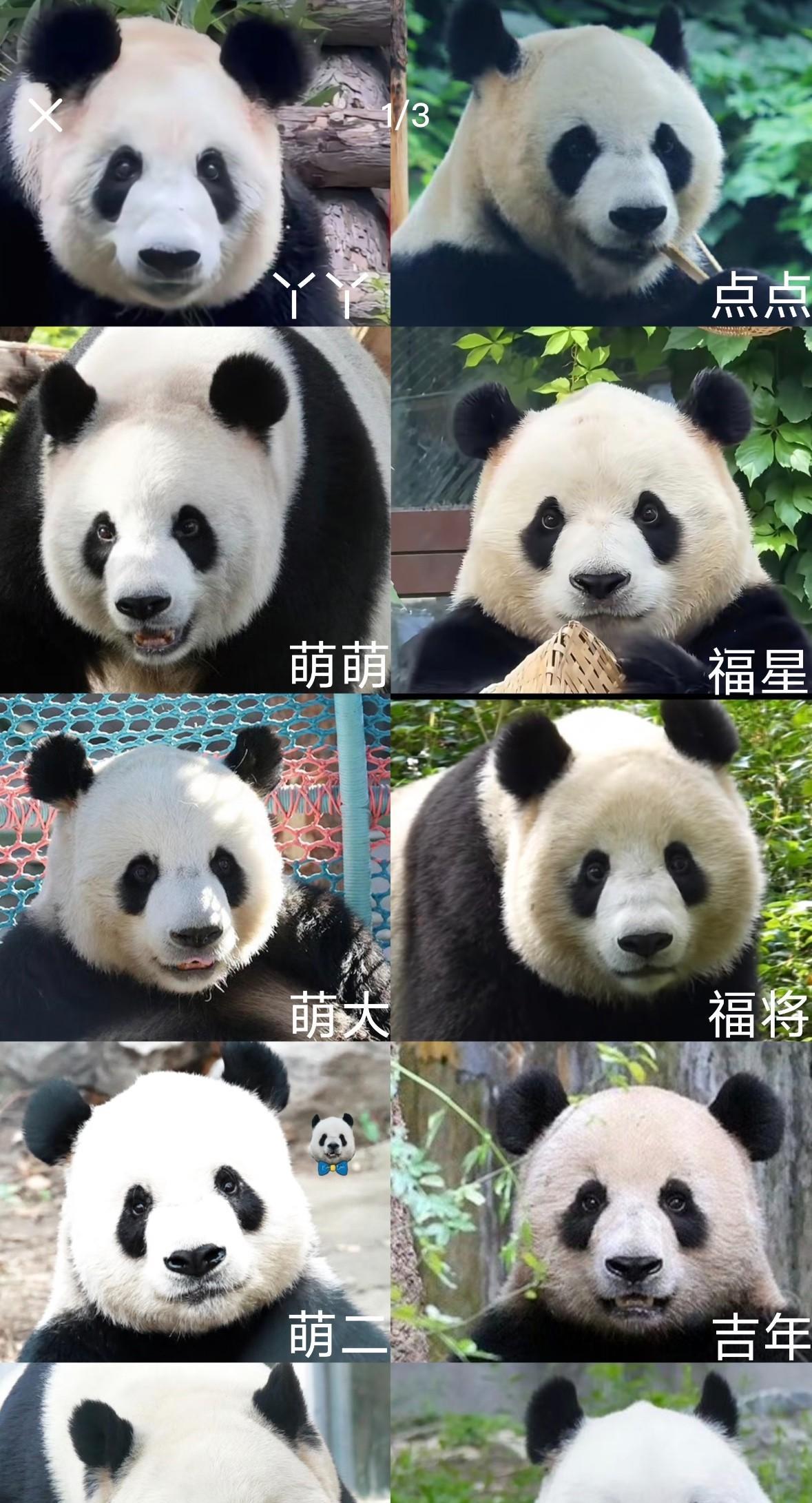 刷到网友整理的北动熊猫全分布，才惊觉咱北动总共藏着22只国宝！赶紧存图分享，姨