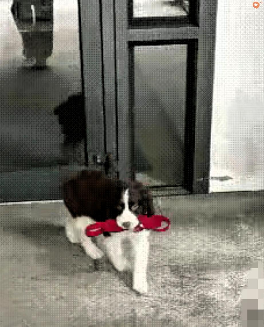 男子过年嫌麻烦，竟把忠心狗狗狠心抛弃，这一幕太让人破防了。男子谎称带狗狗逛