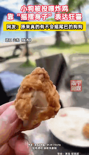 从狗子身上看到高兴二字了！山东，一女子拿出一块炸鸡投喂狗子，结果那只狗的反应，直